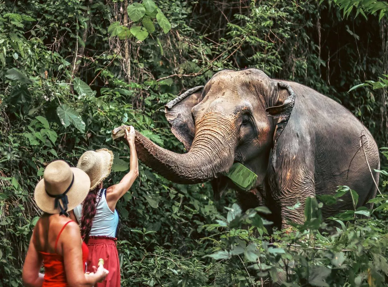 Phuket Elephant Sanctuary