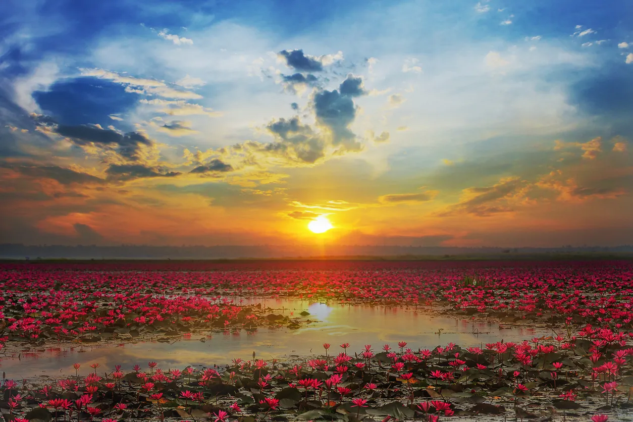 Red Lotus Lake